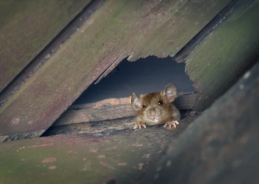 Rodent Control Services