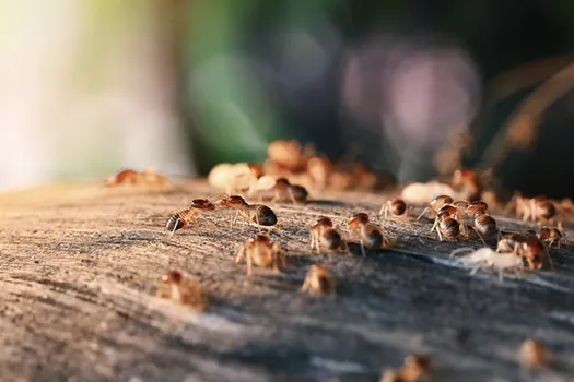 georgia-termite-control