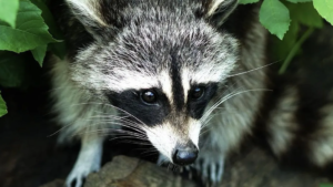 wildlife-removal