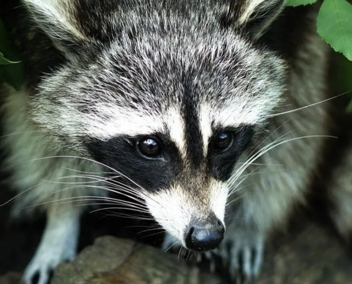 wildlife-removal