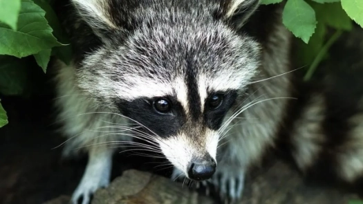 wildlife-removal
