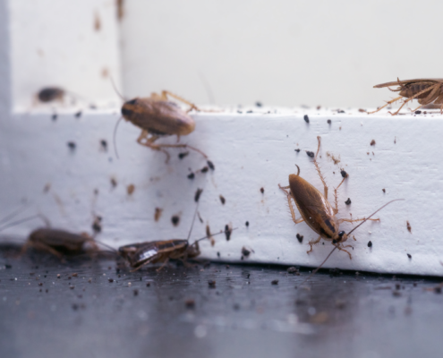 Pest Control Services