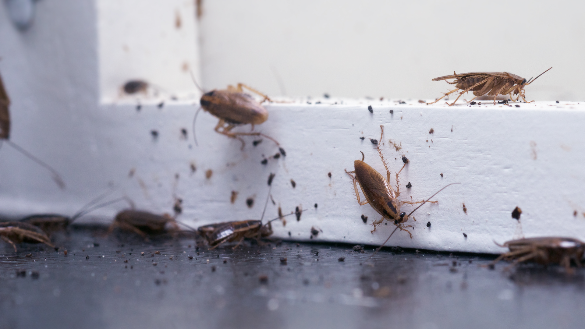 Pest Control Services