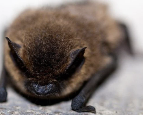 Do Bats Live in Atlanta, GA?