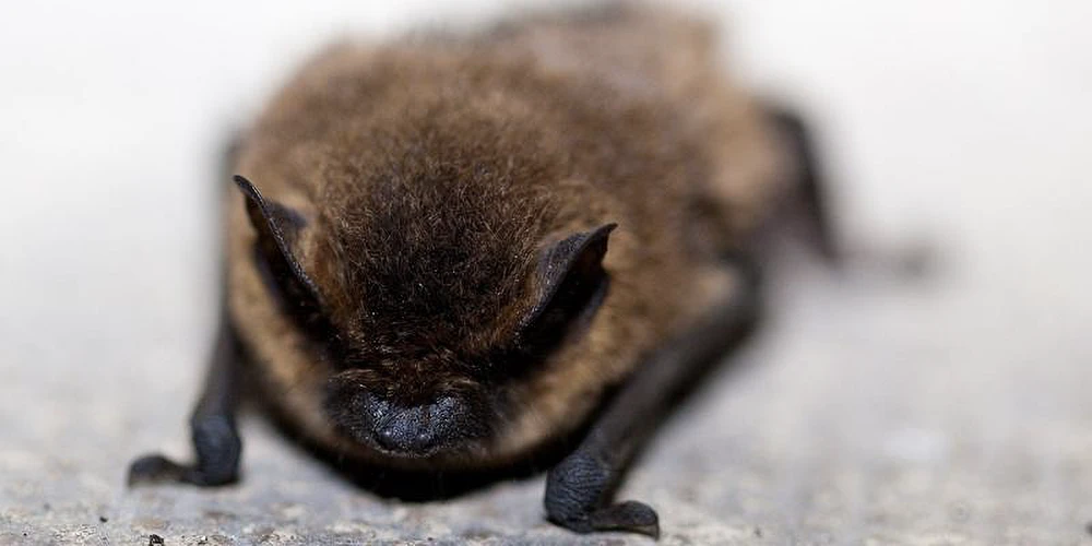 Do Bats Live in Atlanta, GA?