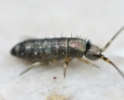 Discover the Secret Method to Eliminate Springtails from Your Home for Good