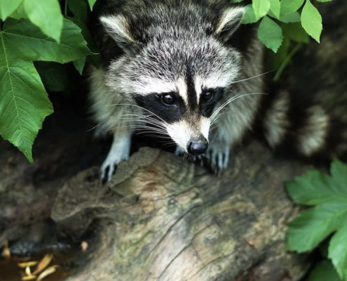 Where Do Raccoons Live in Atlanta, GA?