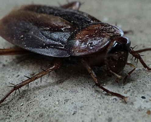 Roaches In Florida: Common Types & How to Get Rid of Them