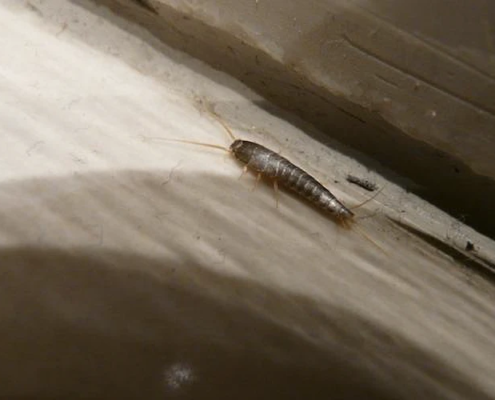 Silverfish in Atlanta, GA