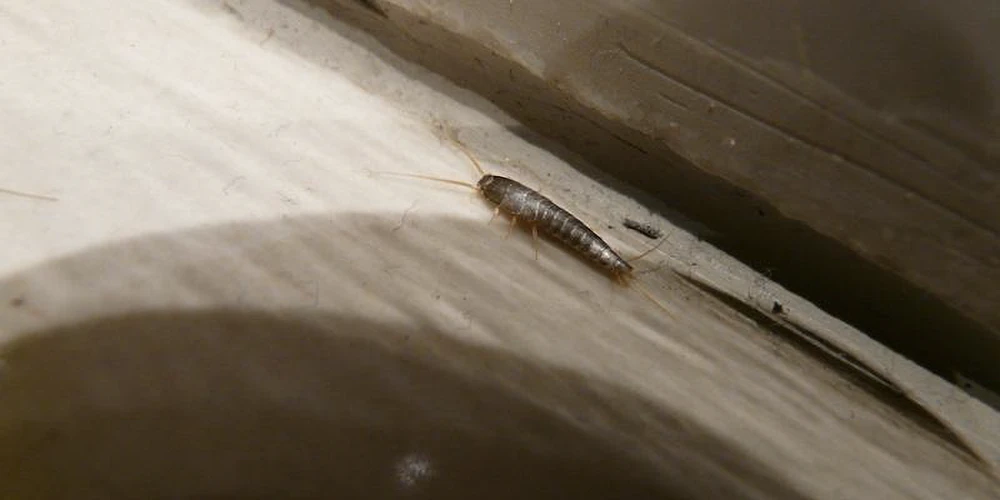 Silverfish in Atlanta, GA