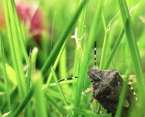 Stink Bugs in Atlanta, GA
