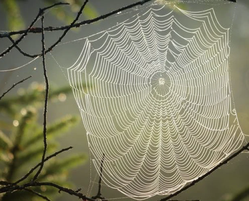 Types of Spiders in Metro Atlanta