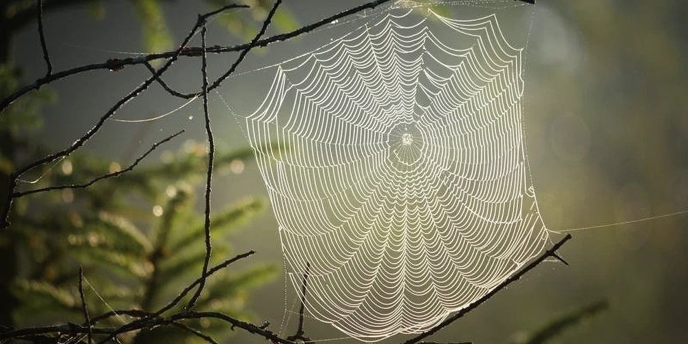 Types of Spiders in Metro Atlanta