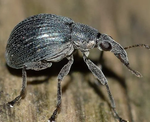 Weevil Bugs in Atlanta, GA