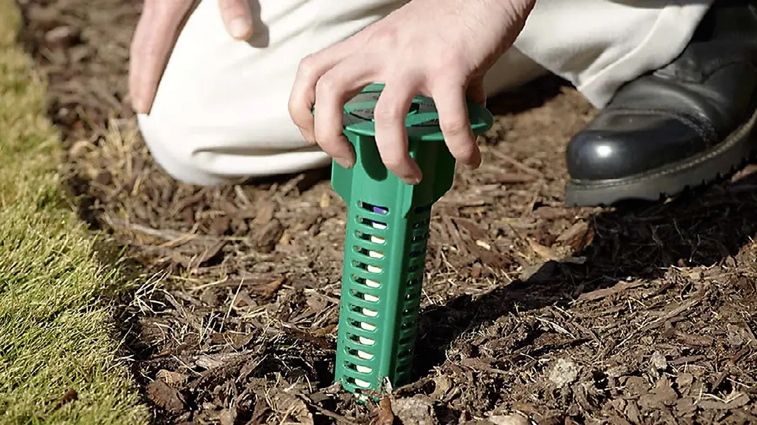 Importance of Timely Termite Inspections
