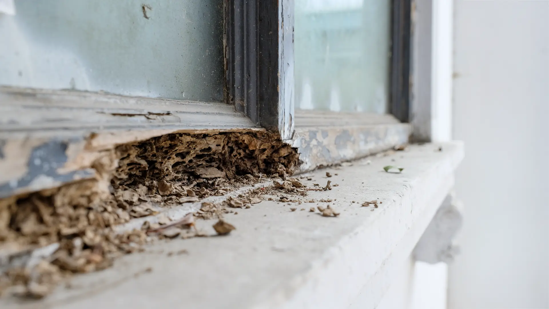 best-practices-for-termite-prevention