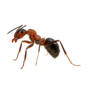 Ant Treatment Ant Treatment
