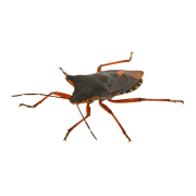 Bed Bug Treatment Bed Bug Treatment