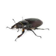 Beetle Treatment Beetle Treatment