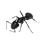 Carpenter Ant Treatment Carpenter Ant Treatment