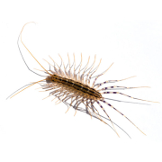 Centipede Treatment Centipede Treatment