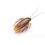 Cockroach Treatment