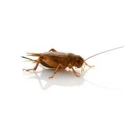 Cricket Treatment Cricket Treatment