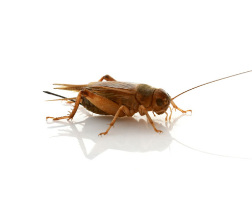 Cricket Treatment