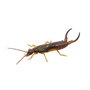 Earwig Treatment