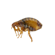 Flea Treatment Flea Treatment