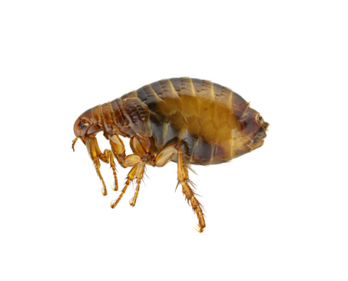 Flea Treatment
