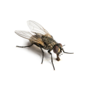 Fly Treatment