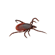 Mite Treatment