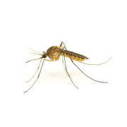 Mosquito Treatment
