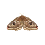 Moth Treatment