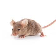 Rodent Treatment Rodent Treatment