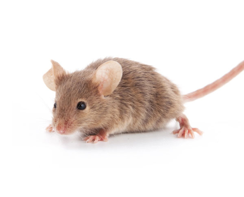 Rodent Treatment