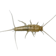 Silverfish Treatment Silverfish Treatment