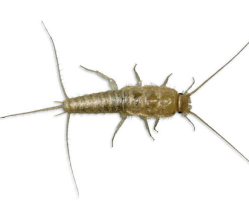 Silverfish Treatment