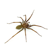 Spider Treatment Spider Treatment