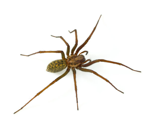 Spider Treatment