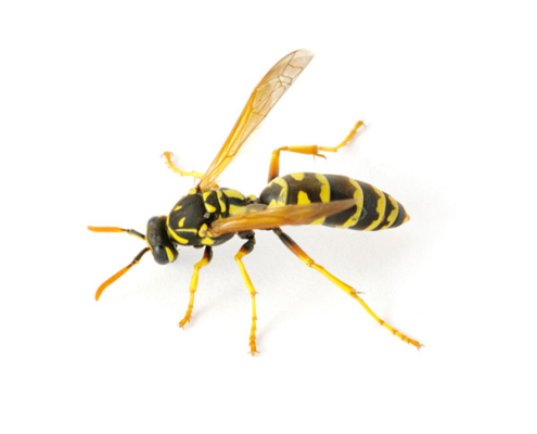 Stinging Pests Treatment