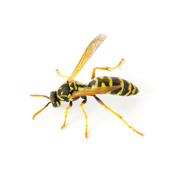 Stinging Pests Treatment