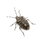 Stink Bug Treatment
