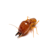 Termite Treatment comprehensive termite treatment:, termite treatment
