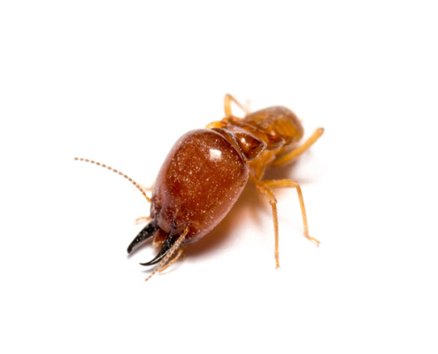 comprehensive termite treatment:, termite treatment