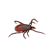 Tick Treatment Tick Treatment