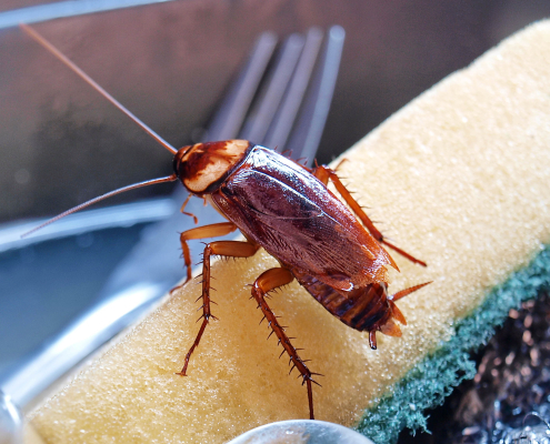 Banishing Cockroaches
