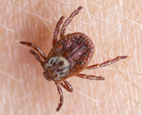 Effective Tick Treatments for Your Home