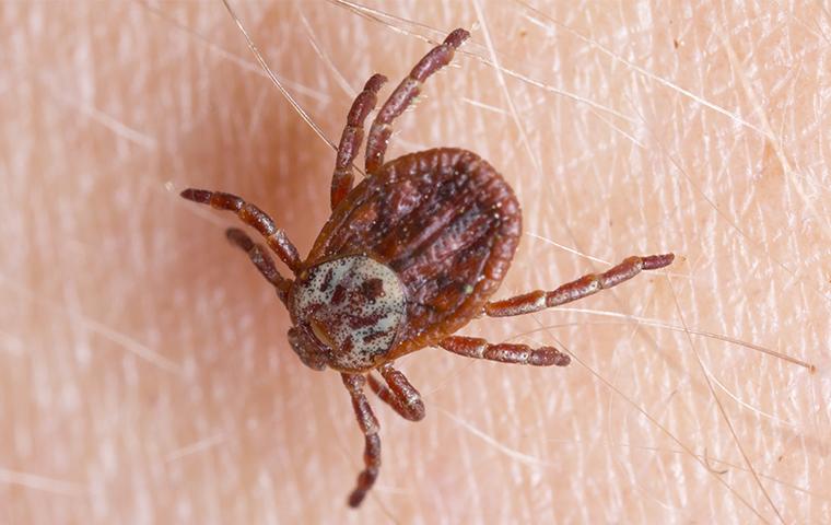 Effective Tick Treatments for Your Home
